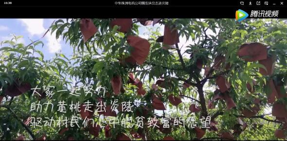 精准扶贫 黄桃产品宣传销售 精准扶贫 黄桃产品宣传销售